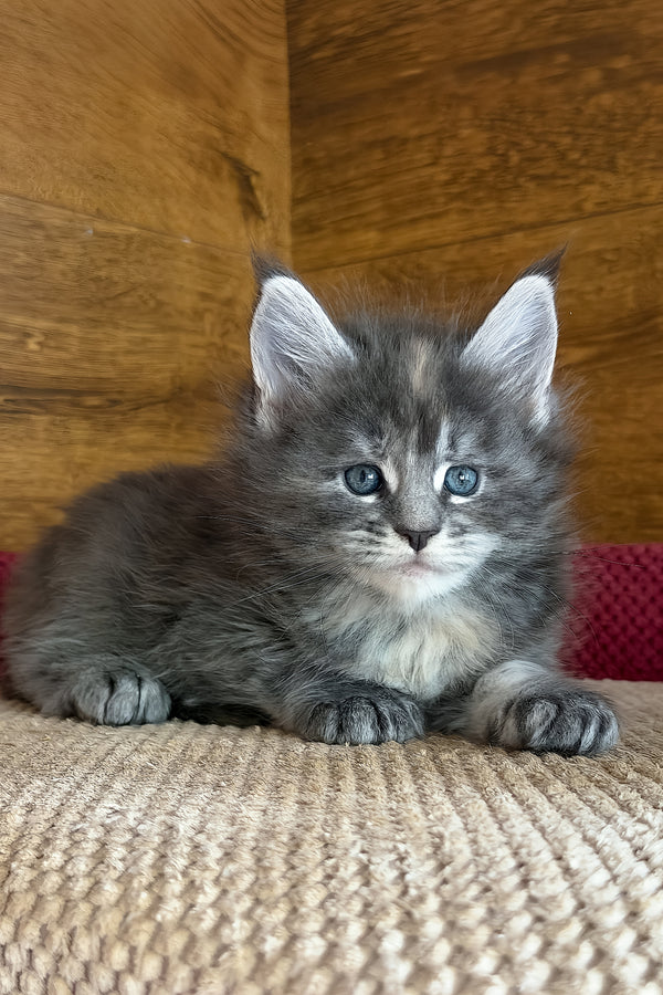 Assol | Maine Coon Kitten