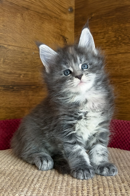Assol | Maine Coon Kitten