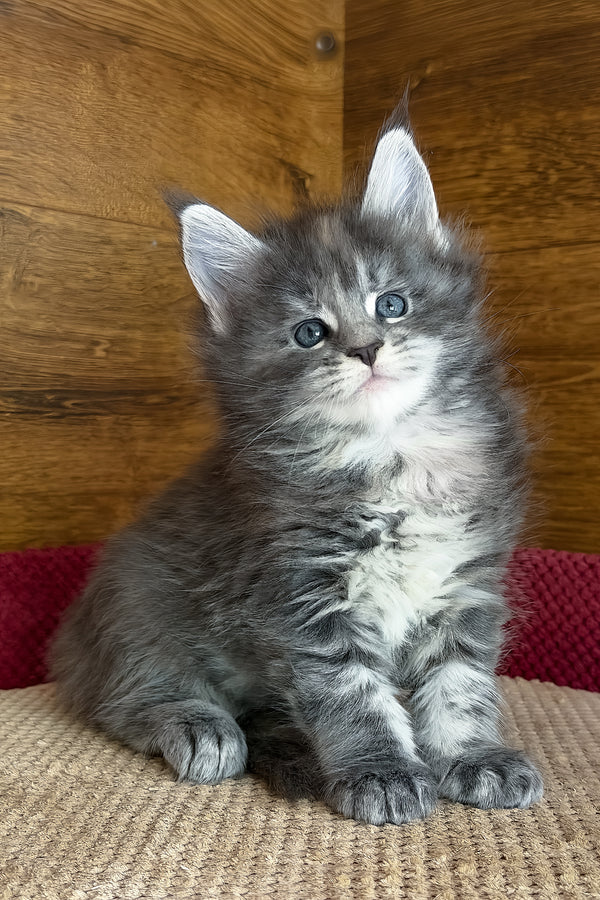 Assol | Maine Coon Kitten