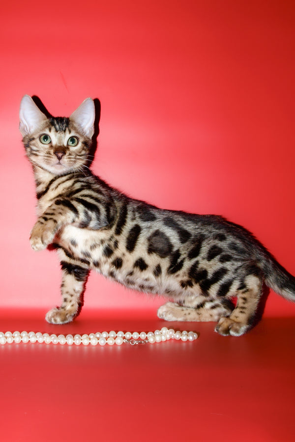 Aurika | Bengal Kitten