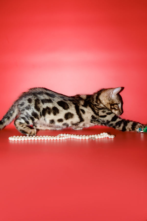 Aurika | Bengal Kitten