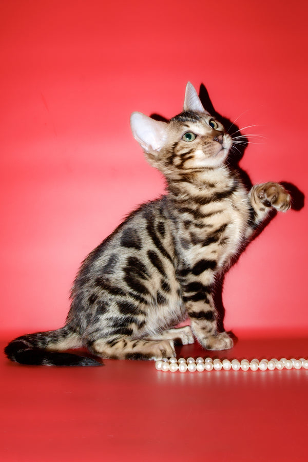 Aurika | Bengal Kitten