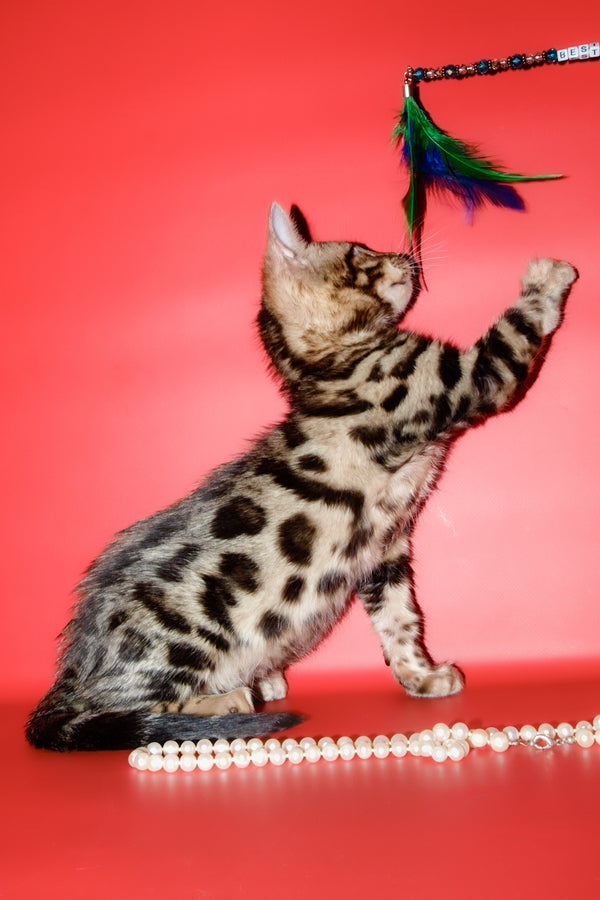 Aurika | Bengal Kitten