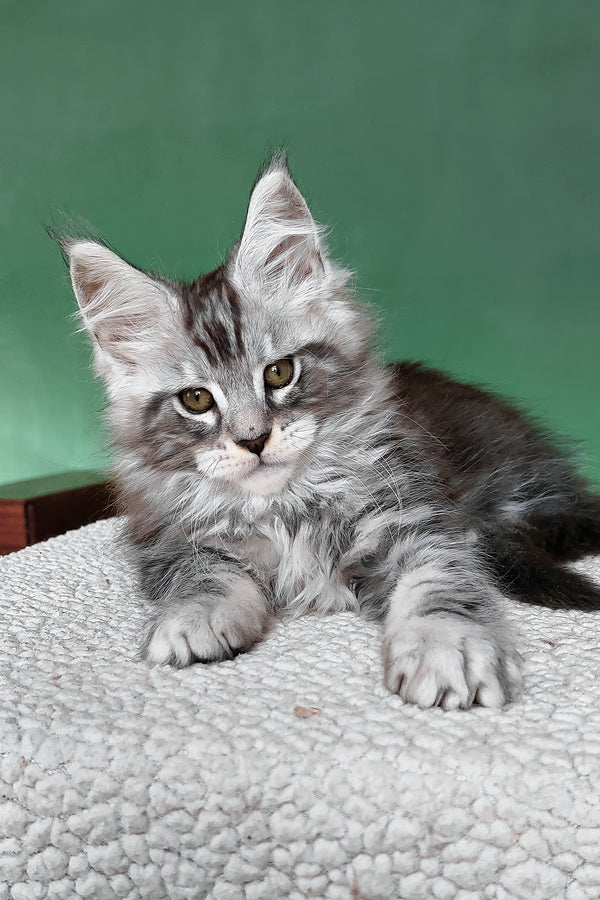 Austin | Maine Coon Kitten