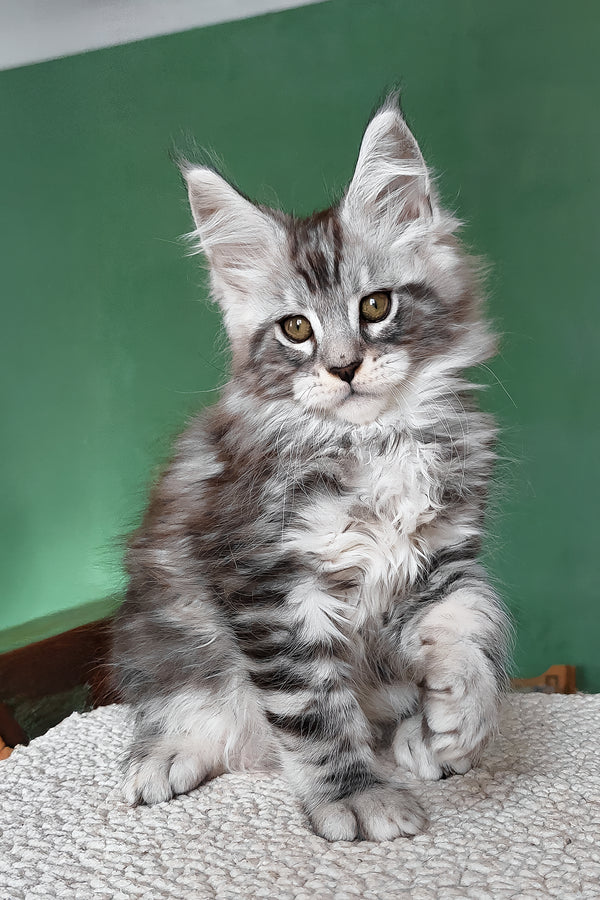 Austin | Maine Coon Kitten