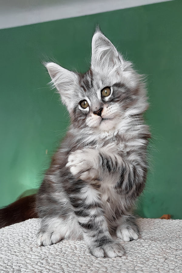 Austin | Maine Coon Kitten