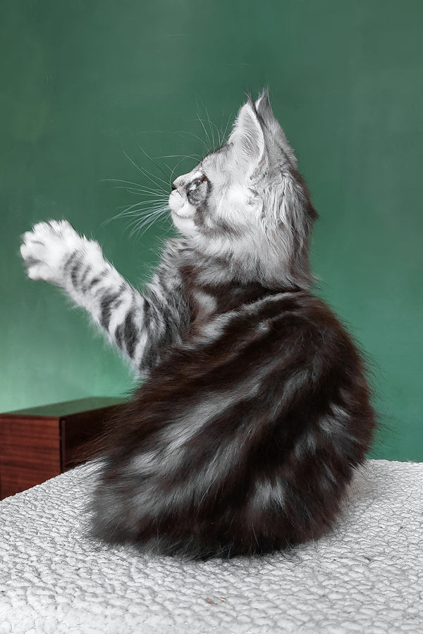 Austin | Maine Coon Kitten