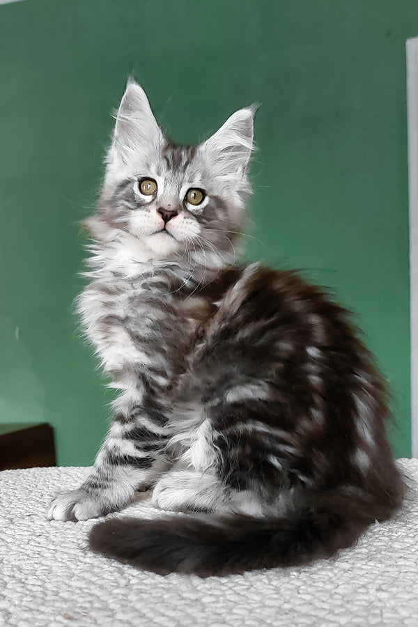Austin | Maine Coon Kitten