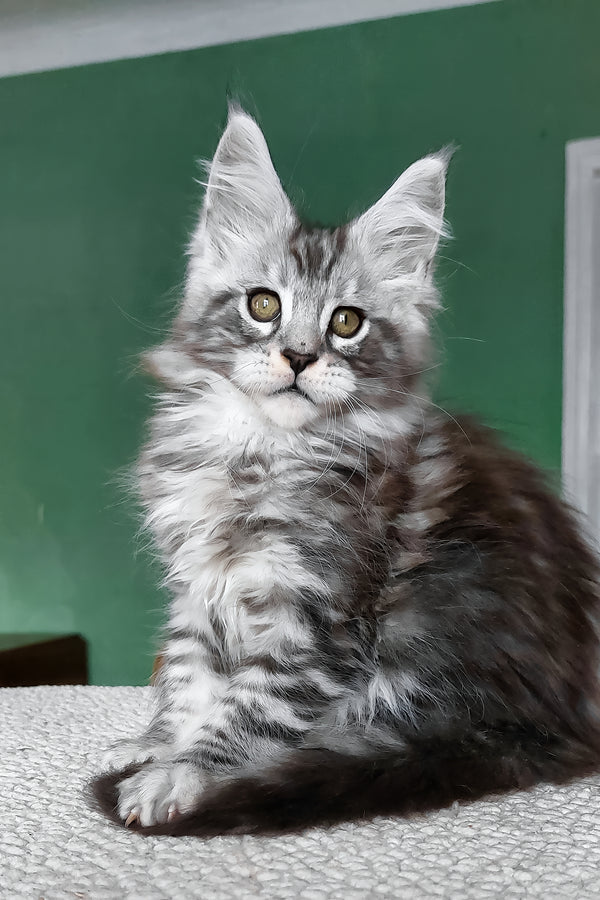 Austin | Maine Coon Kitten