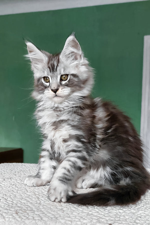 Austin | Maine Coon Kitten