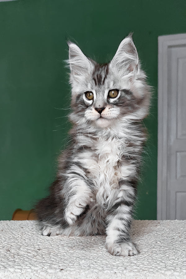 Austin | Maine Coon Kitten
