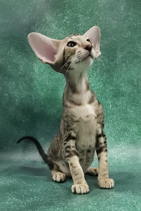 Azrael | Oriental Shorthair Kitten