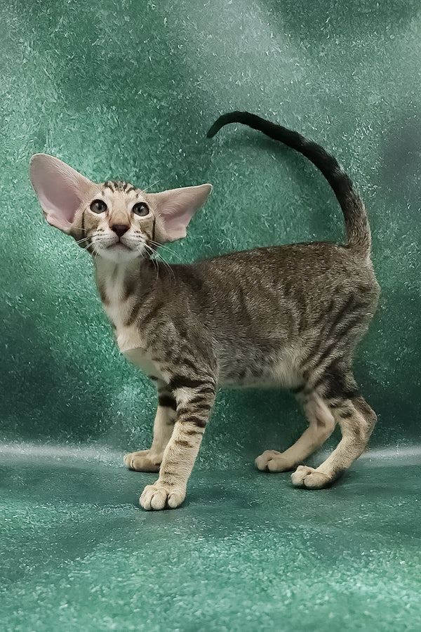 Azrael | Oriental Shorthair Kitten