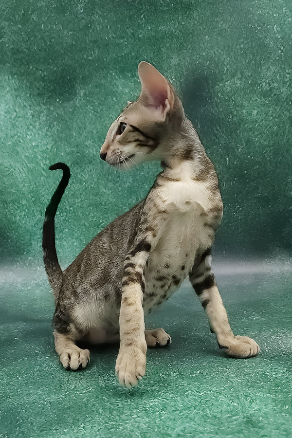 Azrael | Oriental Shorthair Kitten