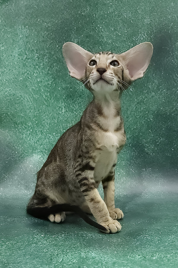 Azrael | Oriental Shorthair Kitten
