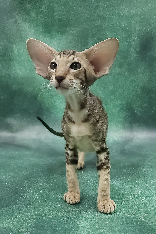Azrael | Oriental Shorthair Kitten