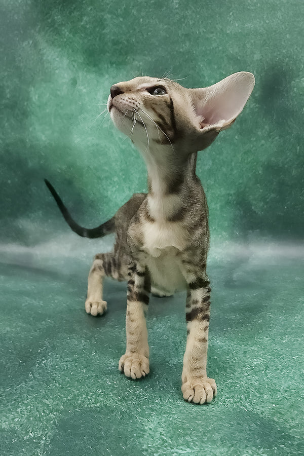 Azrael | Oriental Shorthair Kitten