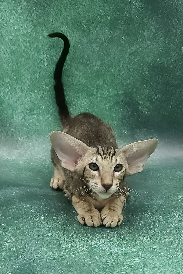 Azrael | Oriental Shorthair Kitten