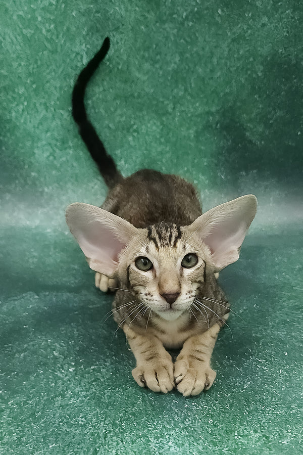Azrael | Oriental Shorthair Kitten