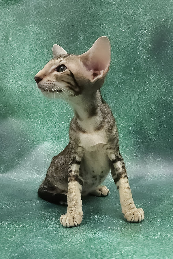 Azrael | Oriental Shorthair Kitten