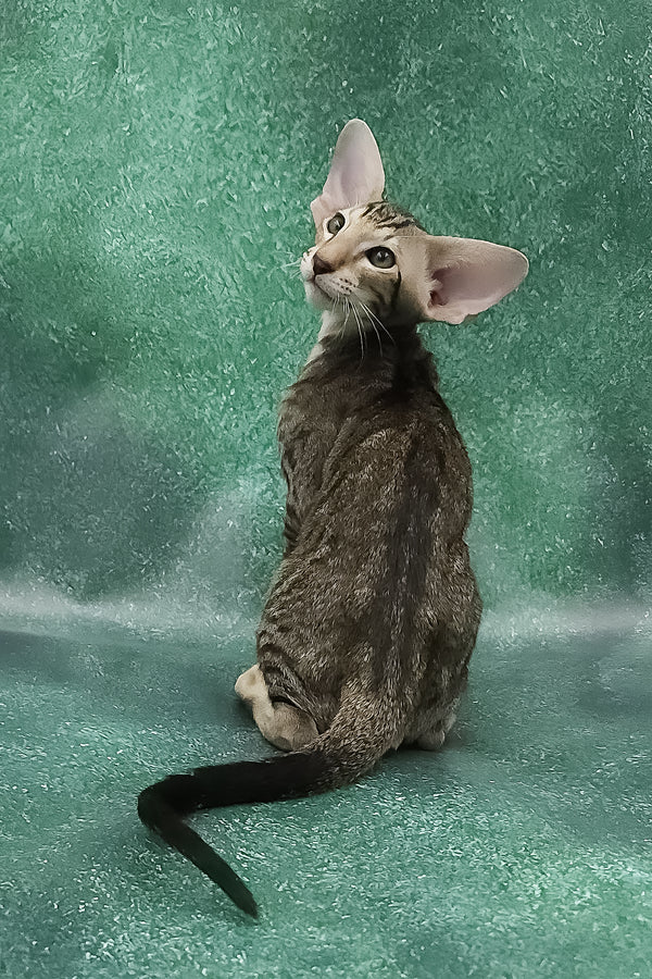 Azrael | Oriental Shorthair Kitten
