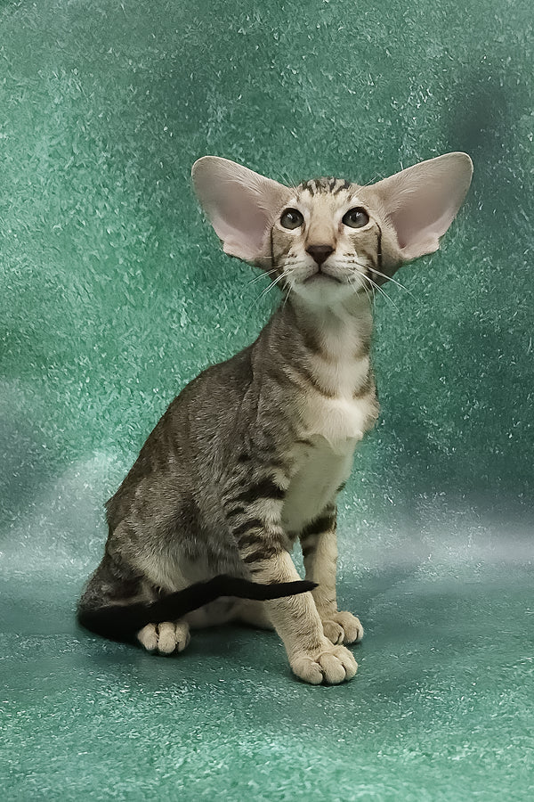 Azrael | Oriental Shorthair Kitten