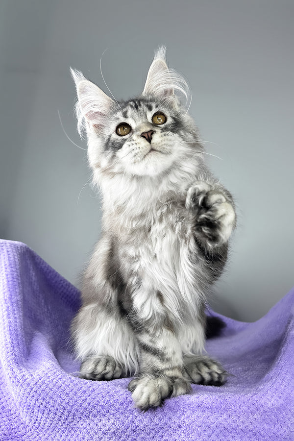 Bacardi | Polydactyl Maine Coon Kitten