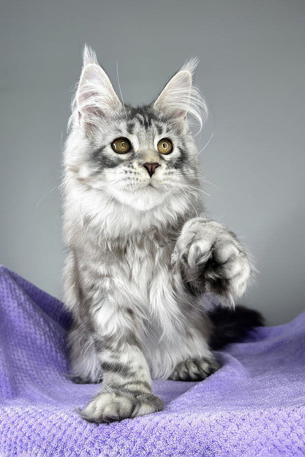 Bacardi | Polydactyl Maine Coon Kitten
