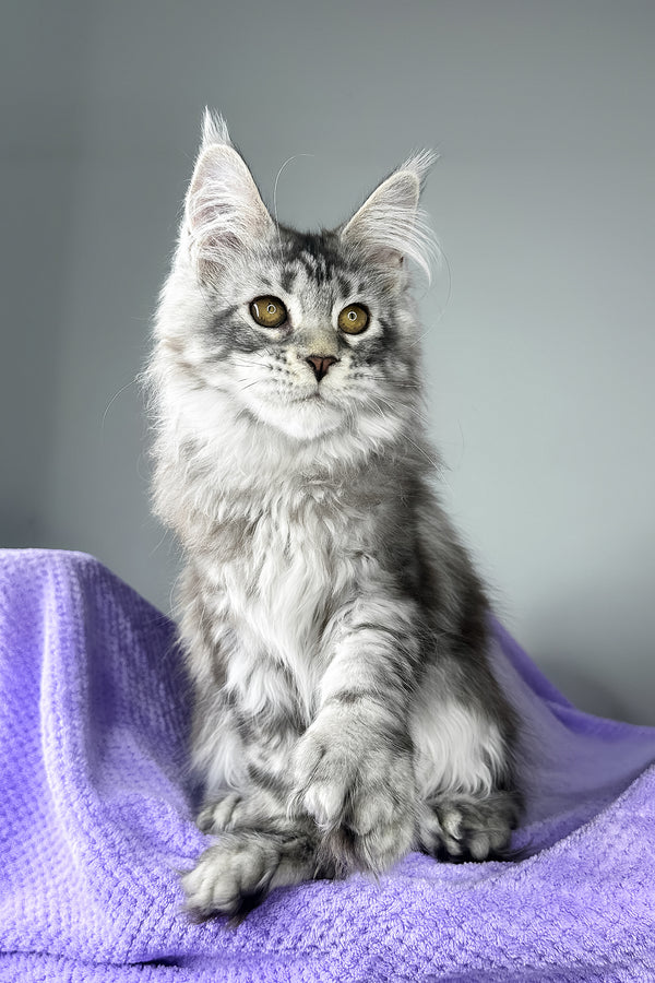 Bacardi | Polydactyl Maine Coon Kitten