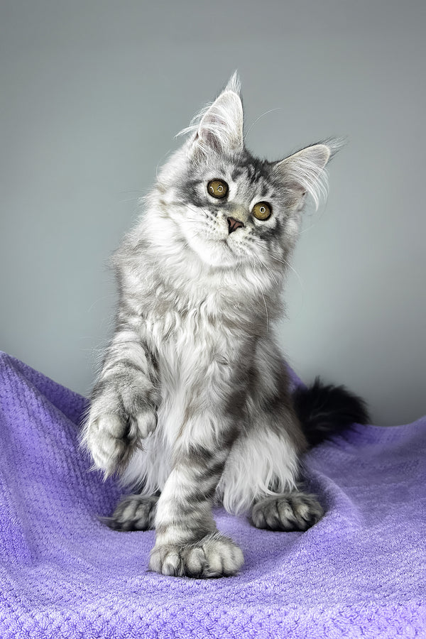 Bacardi | Polydactyl Maine Coon Kitten