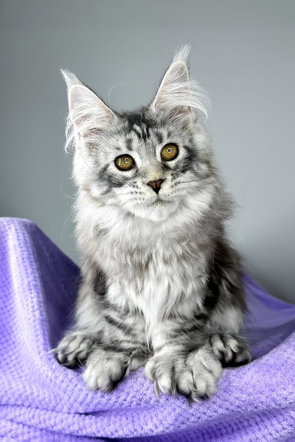 Bacardi | Polydactyl Maine Coon Kitten