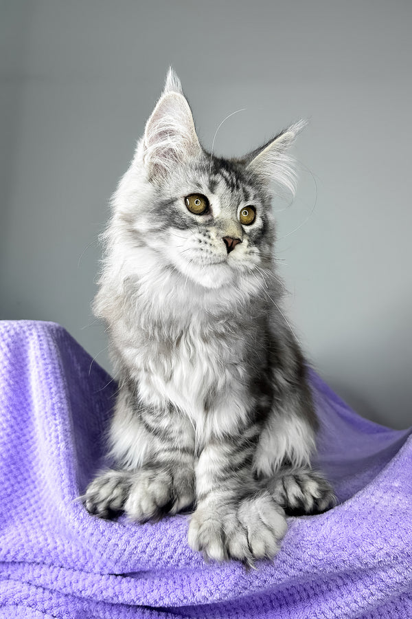 Bacardi | Polydactyl Maine Coon Kitten