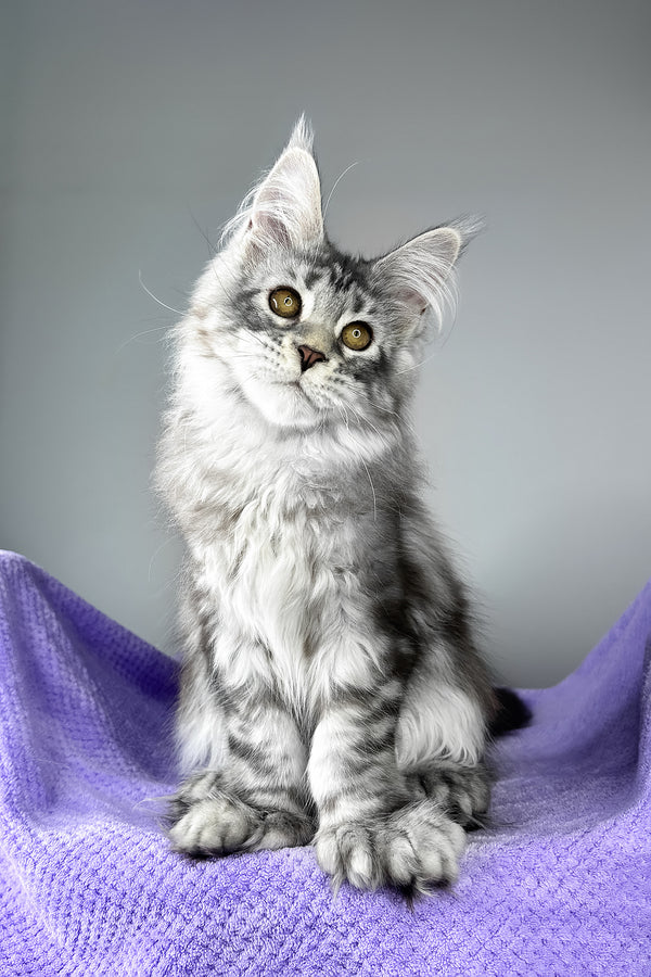 Bacardi | Polydactyl Maine Coon Kitten