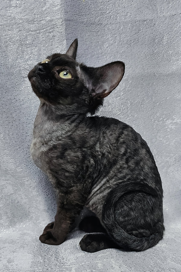 Onyx | Devon Rex Kitten