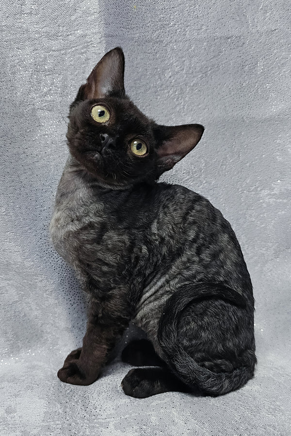 Onyx | Devon Rex Kitten