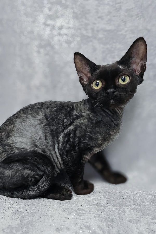 Onyx | Devon Rex Kitten