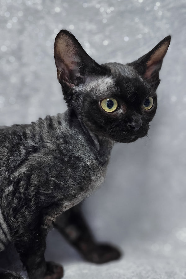 Onyx | Devon Rex Kitten