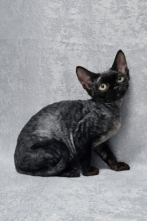Onyx | Devon Rex Kitten