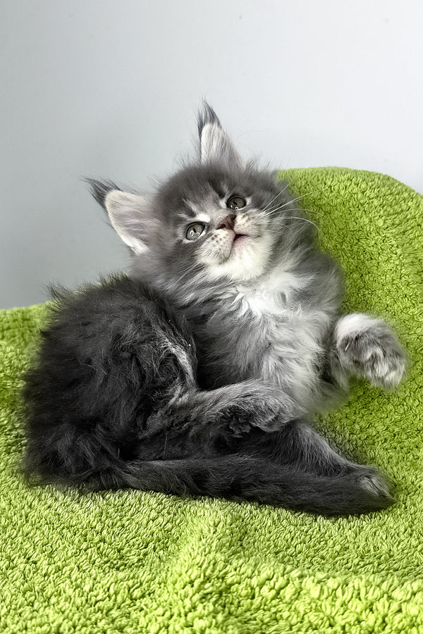 Baileys | Maine Coon Kitten