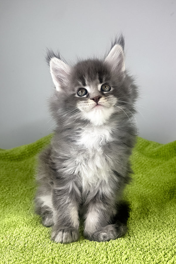 Baileys | Maine Coon Kitten