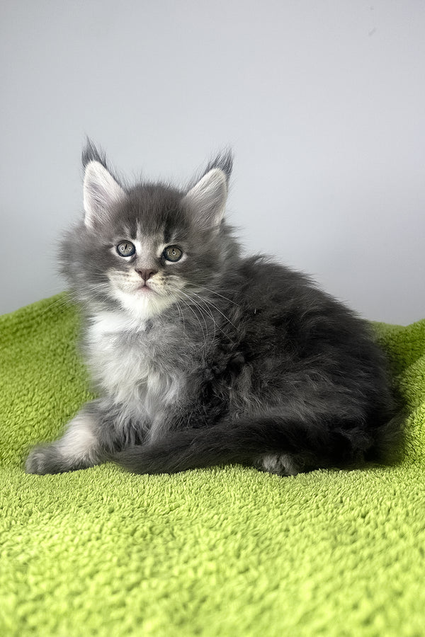 Baileys | Maine Coon Kitten