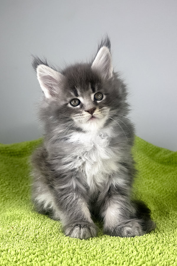 Baileys | Maine Coon Kitten