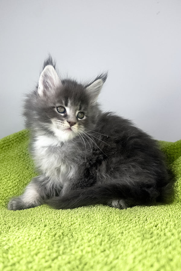 Baileys | Maine Coon Kitten