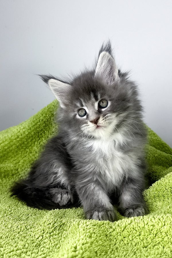Baileys | Maine Coon Kitten