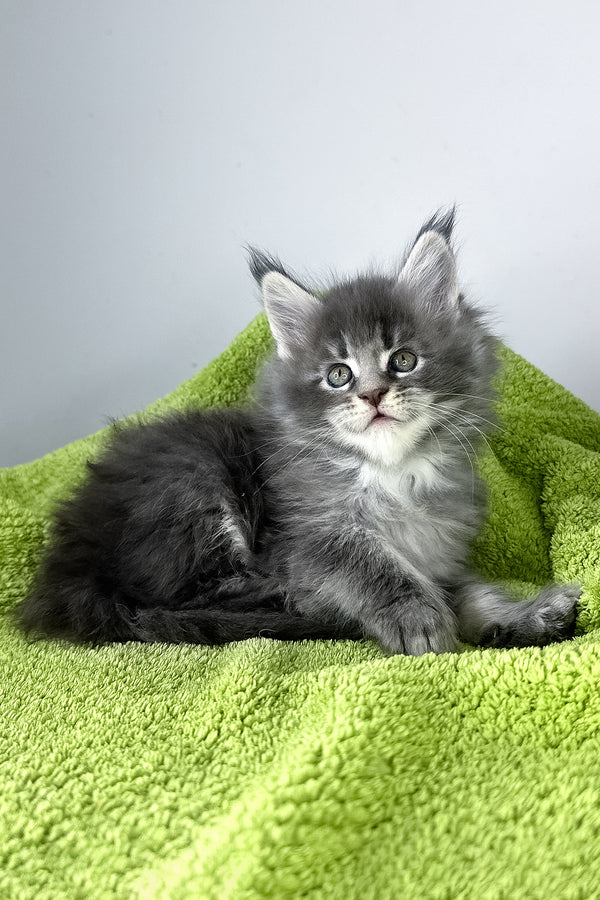 Baileys | Maine Coon Kitten