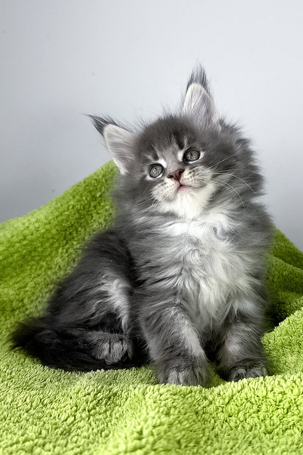 Baileys | Maine Coon Kitten