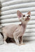 Baileys | Devon Rex Kitten
