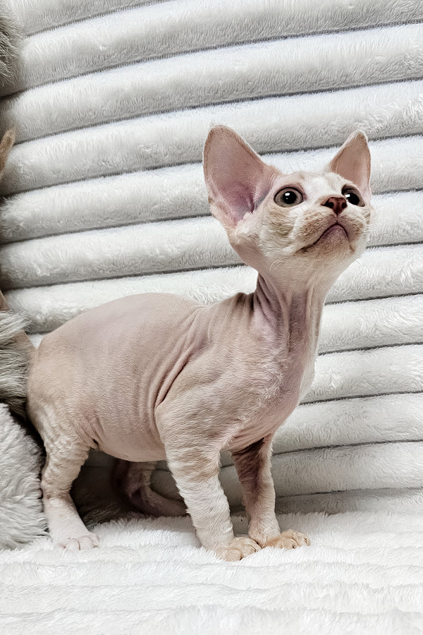 Baileys | Devon Rex Kitten