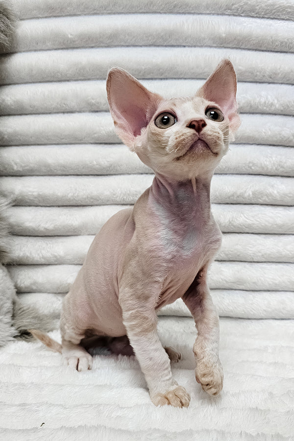 Baileys | Devon Rex Kitten