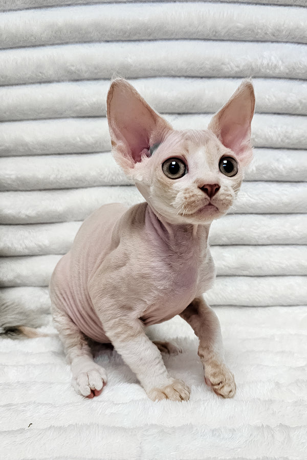 Baileys | Devon Rex Kitten